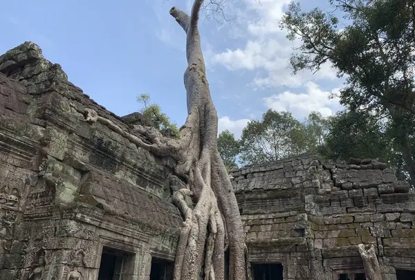 Ta Prohm（タ・プローム）の写真・動画_image_253240