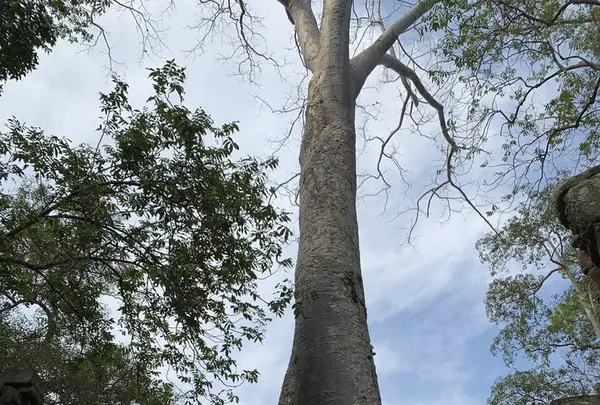 Ta Prohm（タ・プローム）の写真・動画_image_253241