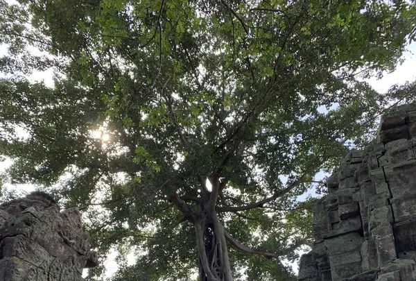 Ta Prohm（タ・プローム）の写真・動画_image_253243