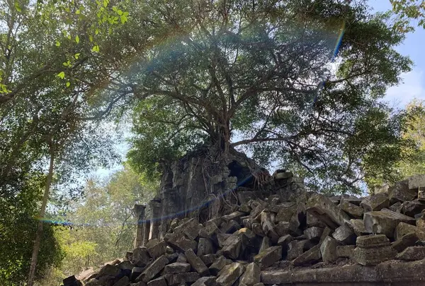 Beng Mealea（ベン・メリア）の写真・動画_image_253259