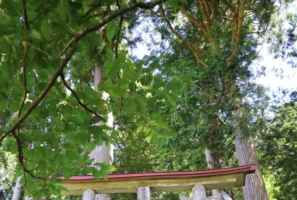 鎌倉神社の写真・動画_image_253281
