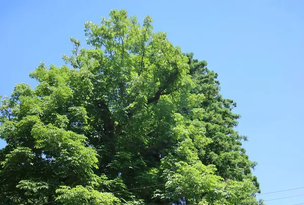 稲荷神社の写真・動画_image_253302
