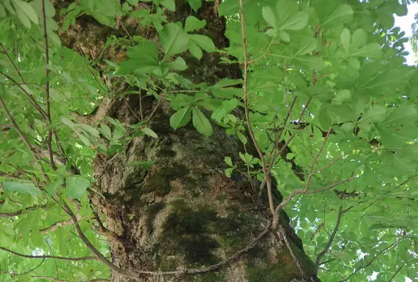 稲荷神社の写真・動画_image_253303