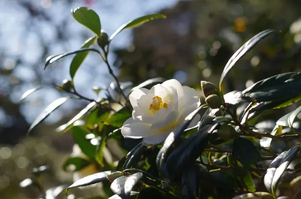 都立大島公園椿園の写真・動画_image_254001