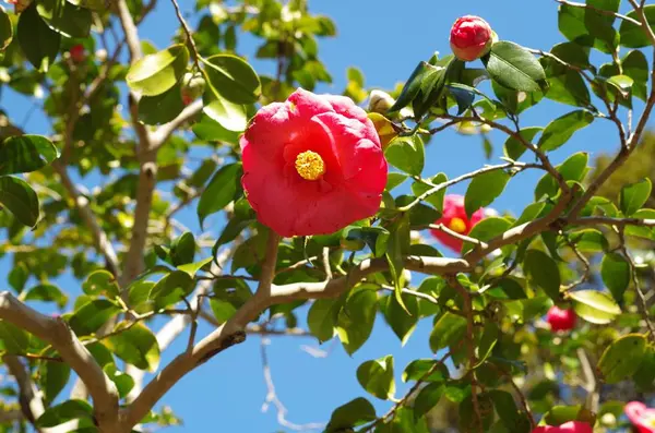 都立大島公園椿園の写真・動画_image_254002