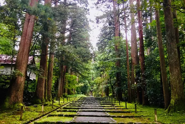 平泉寺白山神社の写真・動画_image_254197