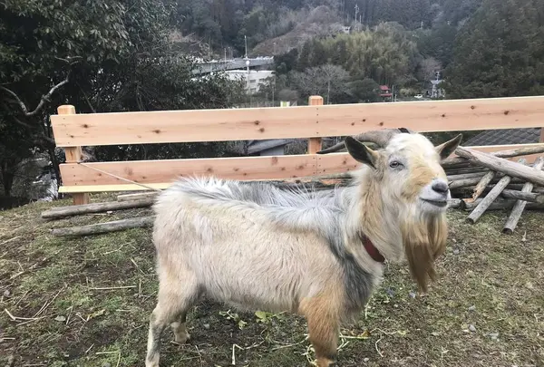 RISE & WIN Brewing Co. BBQ & General Storeの写真・動画_image_254444