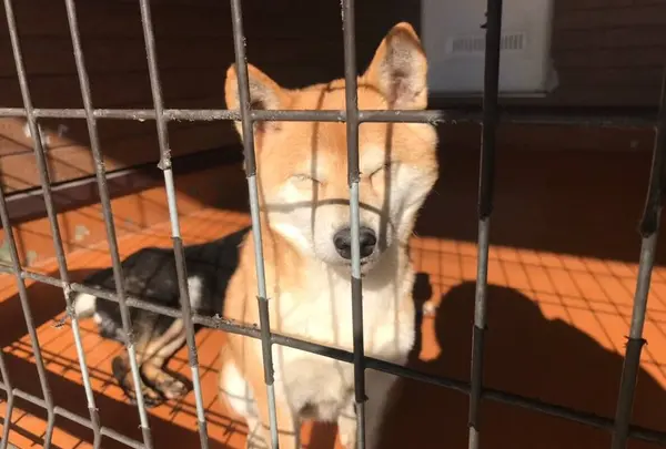 世界の名犬牧場の写真・動画_image_254790
