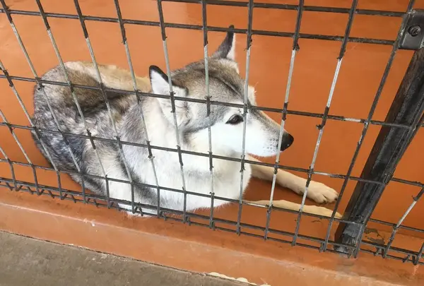 世界の名犬牧場の写真・動画_image_254793
