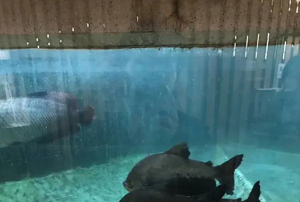 白池地獄の写真・動画_image_256015