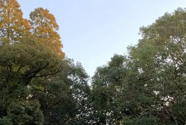 宮崎神宮の写真・動画_image_256155