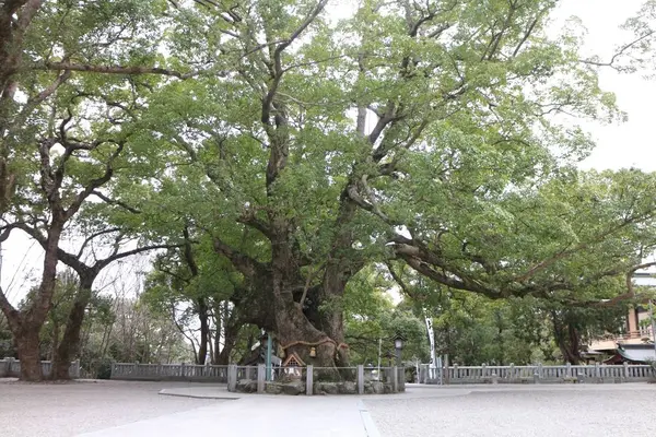 大麻比古神社の写真・動画_image_256493