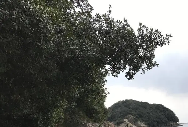 仙酔島の写真・動画_image_256788