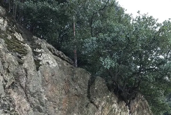 仙酔島の写真・動画_image_256790