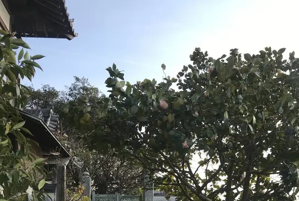 阿伏兎観音の写真・動画_image_256894