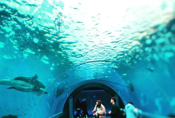 横浜・八景島シーパラダイスの写真・動画_image_257149