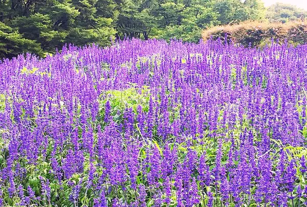 名城公園の写真・動画_image_257182