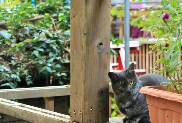 猫の細道の写真・動画_image_257601