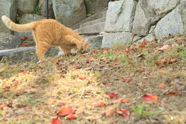 千光寺の写真・動画_image_257612