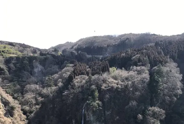 九重“夢”大吊橋の写真・動画_image_257651