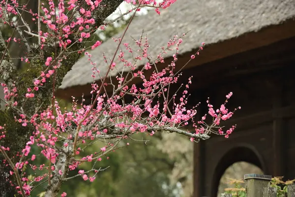 円窓梅林（片岡梅林）の写真・動画_image_257741