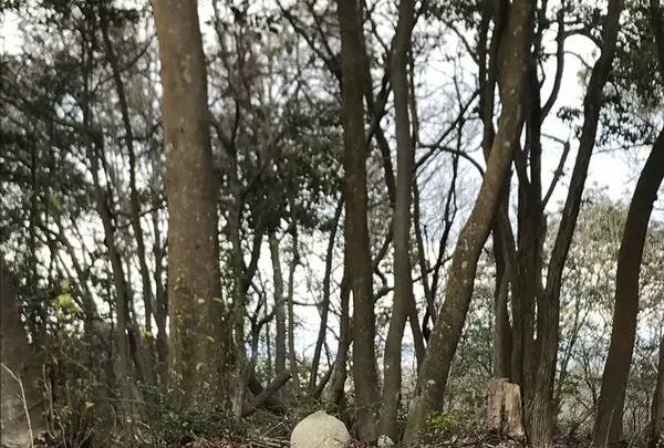 平井山ノ上付城跡(秀吉本陣跡)の写真・動画_image_258069