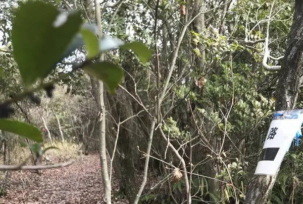 平井山ノ上付城跡(秀吉本陣跡)の写真・動画_image_258073