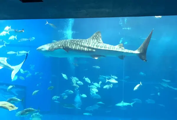 沖縄美ら海水族館の写真・動画_image_258323