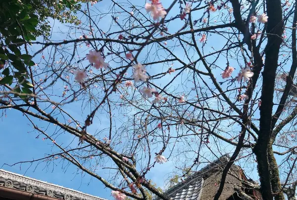 平野神社の写真・動画_image_258444
