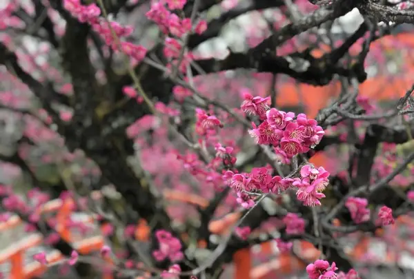 下鴨神社（賀茂御祖神社）の写真・動画_image_258465