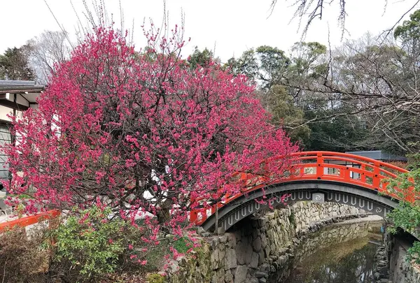 下鴨神社（賀茂御祖神社）の写真・動画_image_258467