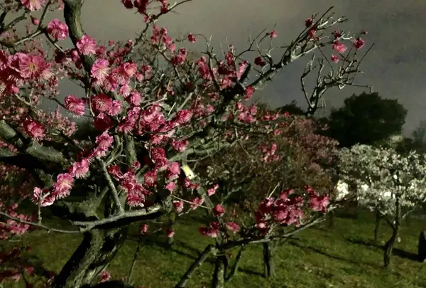梅小路公園の写真・動画_image_258468