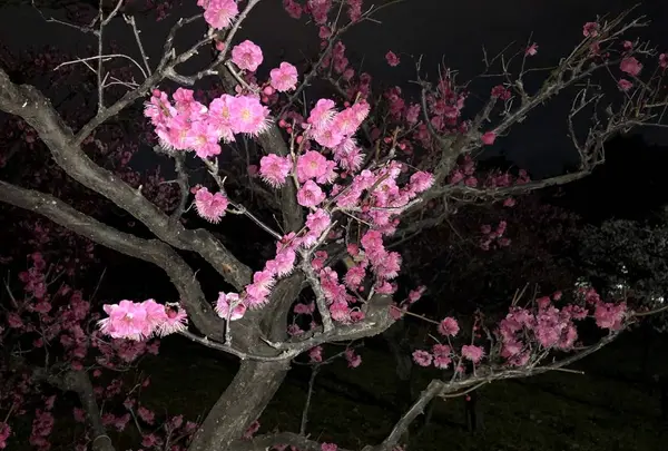 梅小路公園の写真・動画_image_258469