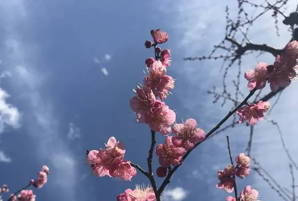 太陽の塔の写真・動画_image_258668