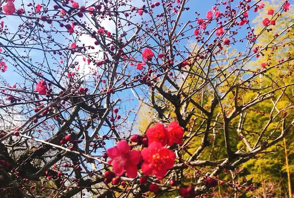 太陽の塔の写真・動画_image_258672