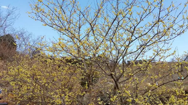 松田町寄ロウバイ園の写真・動画_image_259138