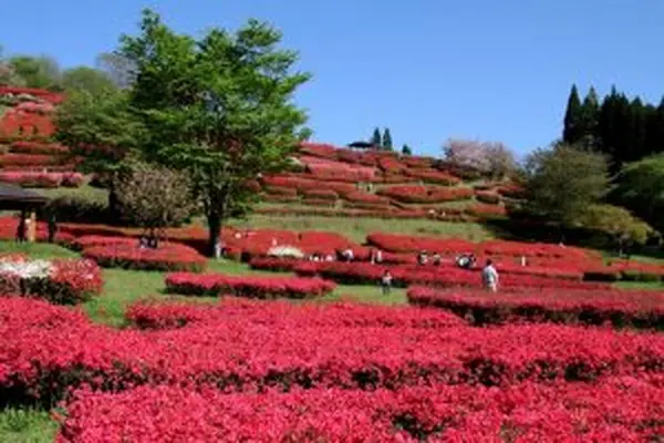 椎八重公園の写真・動画_image_259720