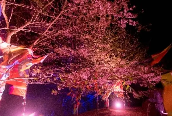 ニジゲンノモリの写真・動画_image_259955