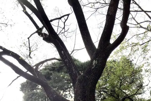 深大寺の写真・動画_image_260597