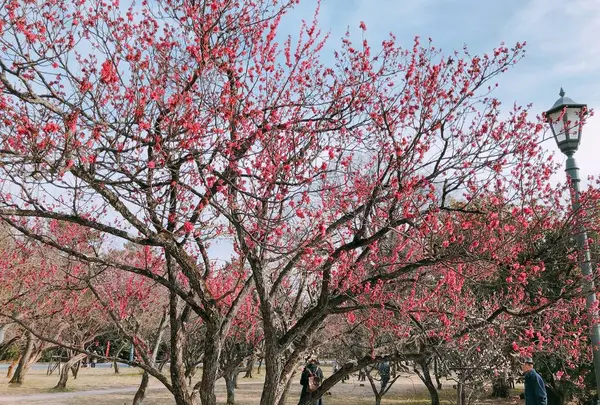 京都御苑の写真・動画_image_260606