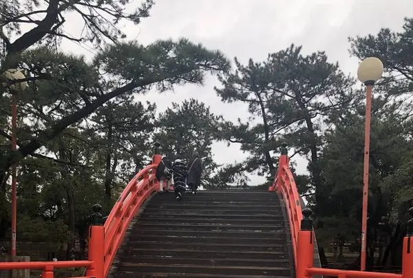 住吉大社の写真・動画_image_261036