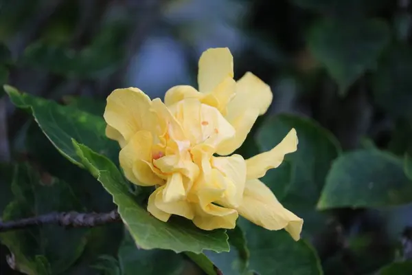 ポロル渓谷展望台の写真・動画_image_261191