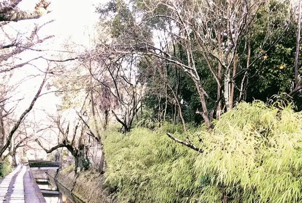 哲学の道の写真・動画_image_261340
