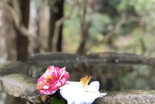 法然院の写真・動画_image_261343