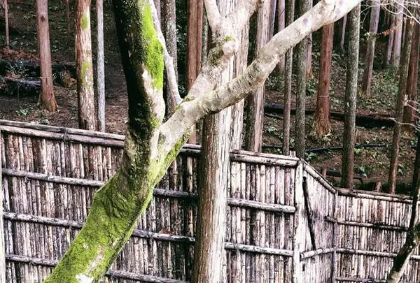 銀閣寺(東山慈照寺)の写真・動画_image_261350
