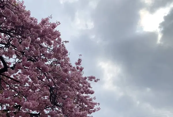 河津桜まつりの写真・動画_image_261520