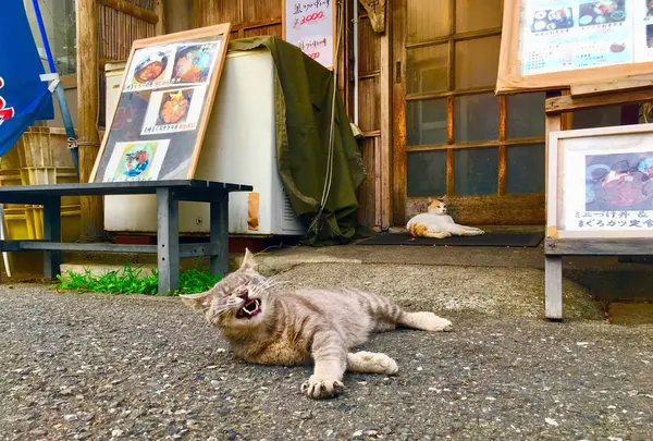 三崎漁港の写真・動画_image_261871