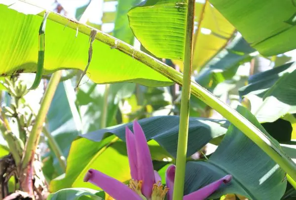 アカカ滝の写真・動画_image_262124