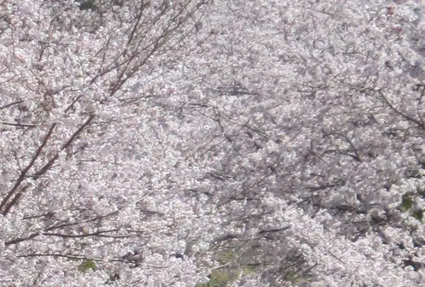 菊池公園の写真・動画_image_262226