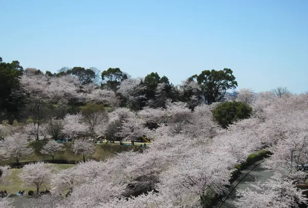 菊池公園の写真・動画_image_262228